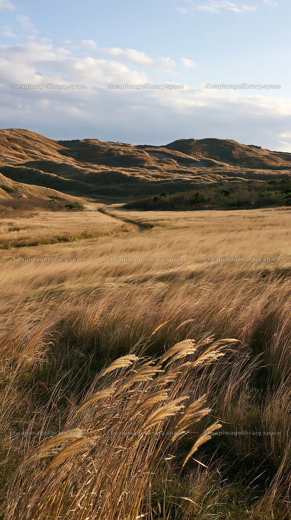 Tottori windy meadow with dune grasses under sunny skies – image library 5938x10608