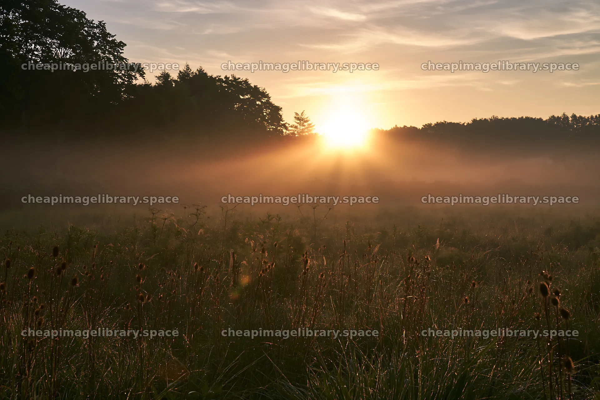 Sunrise over meadow with seedheads in Iwate – image library 9722x6480