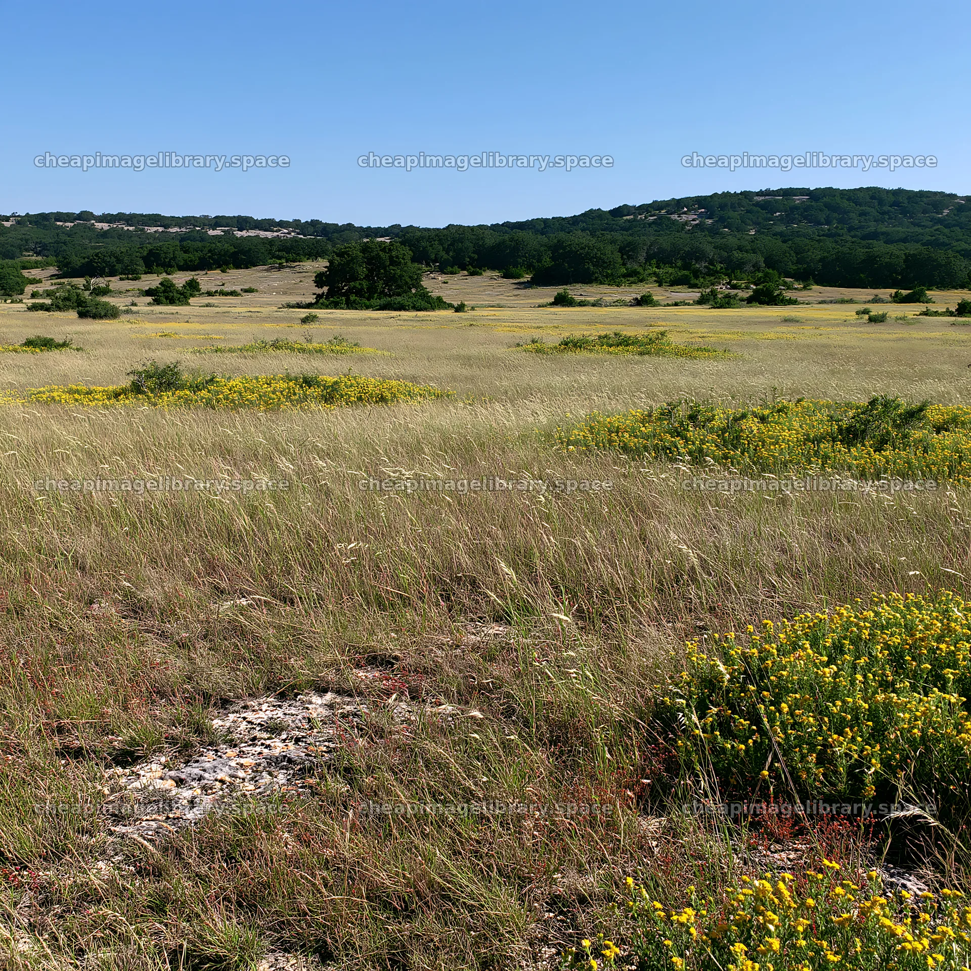 Sunny limestone meadow with flowering plants – image library 7938x7938