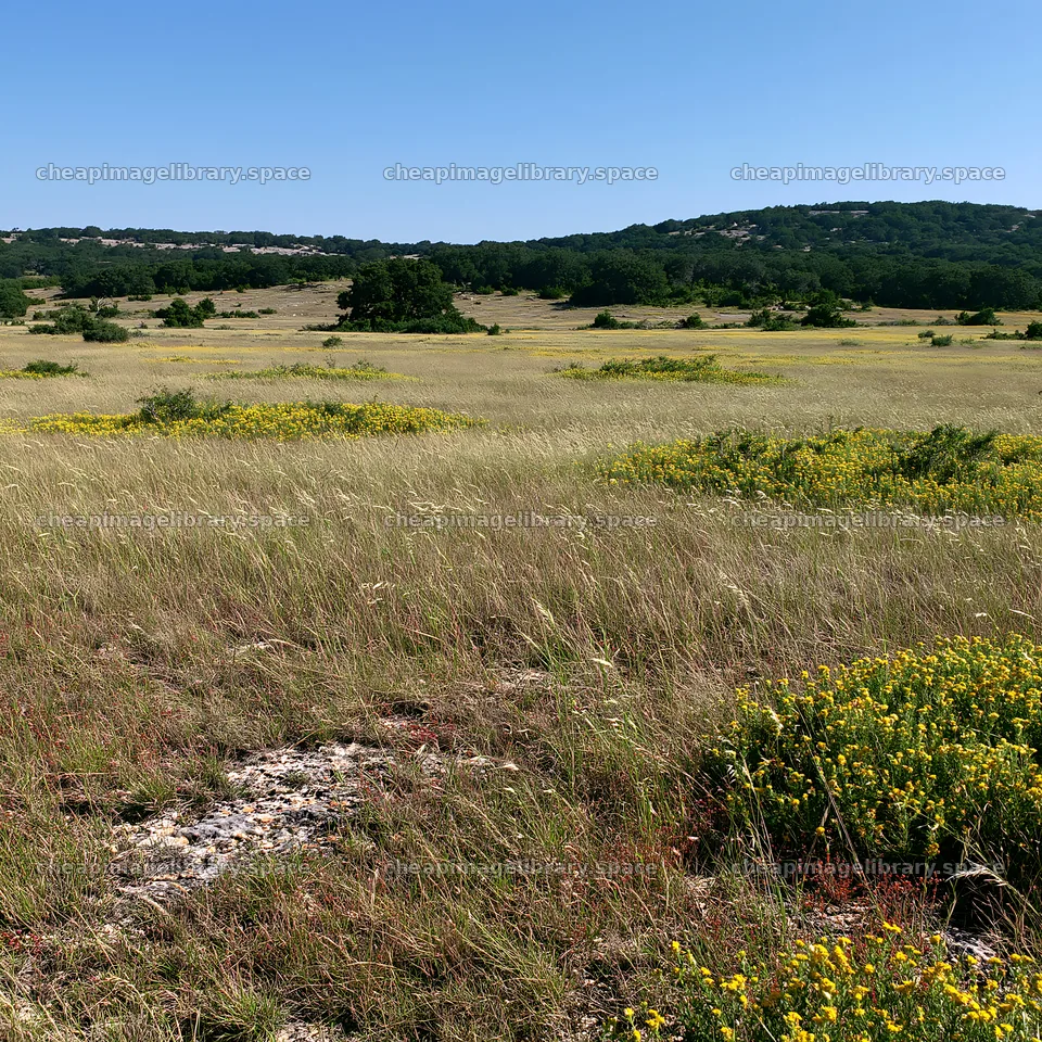 Sunny limestone meadow with flowering plants – image library 7938x7938