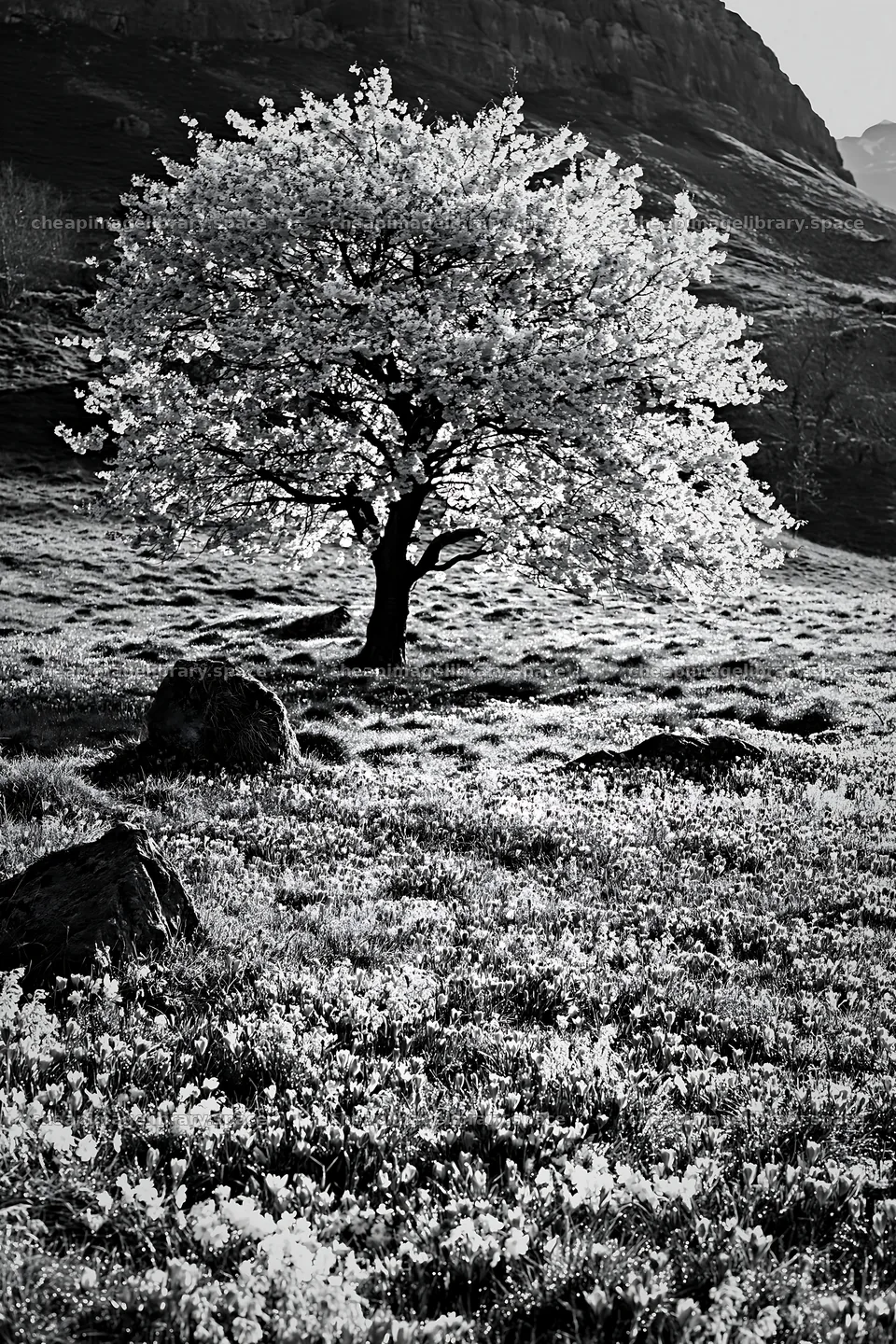Cherry blossom tree in a meadow with spring flowers – image library 6480x9722