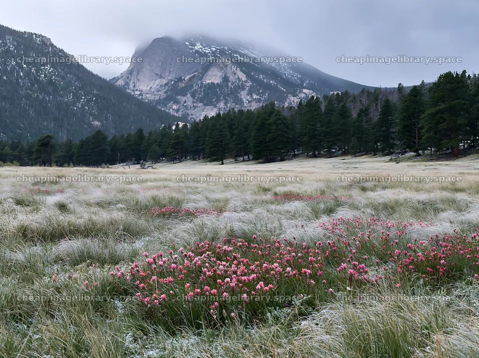 Snowy meadow with flowers in Rocky Mountain Park – image library 9174x6866