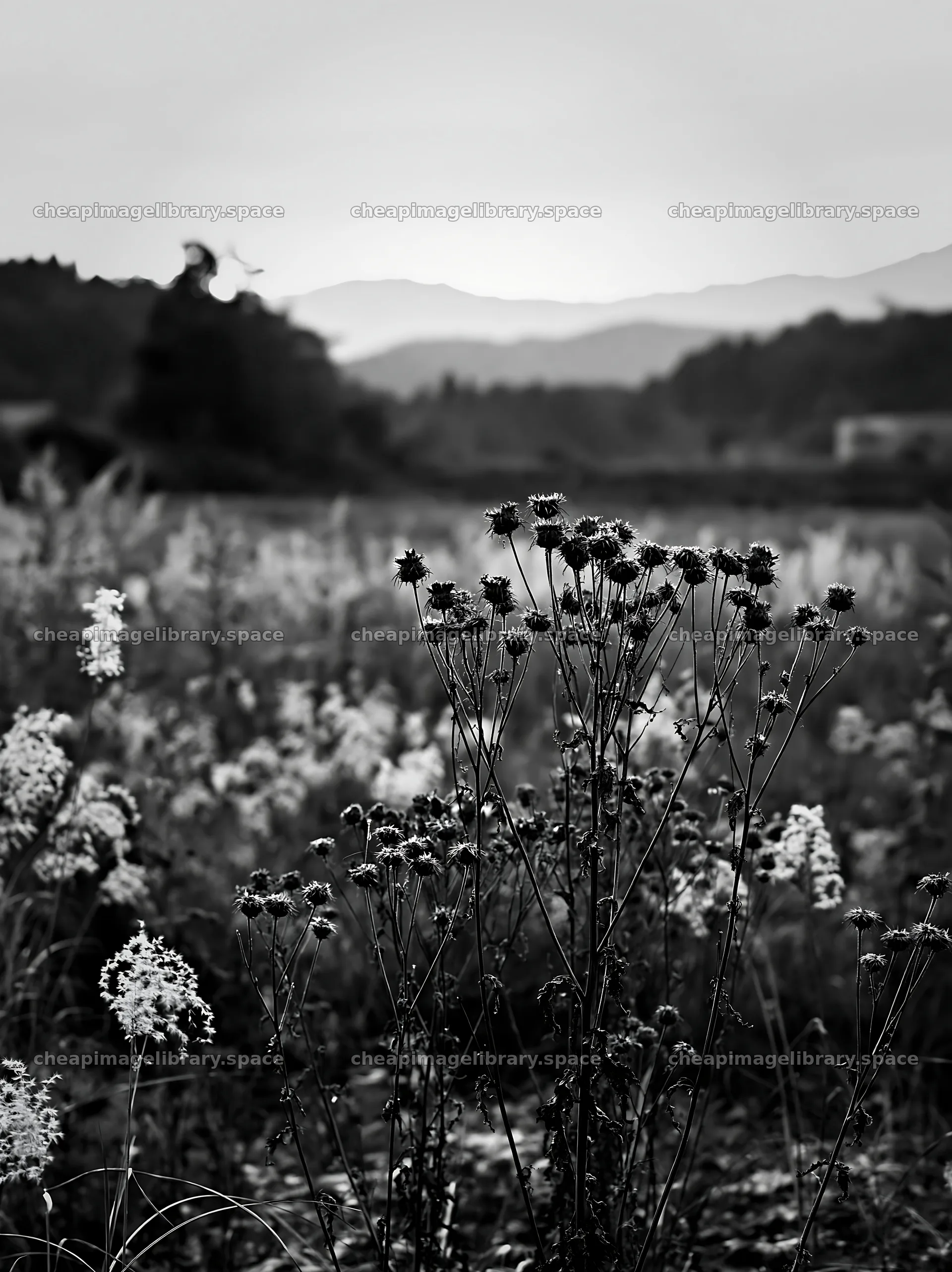 Aichi meadow with autumn seedheads in foreground – image library 6866x9174
