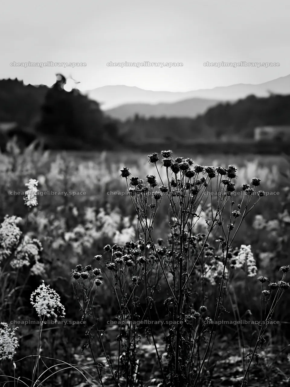 Aichi meadow with autumn seedheads in foreground – image library 6866x9174