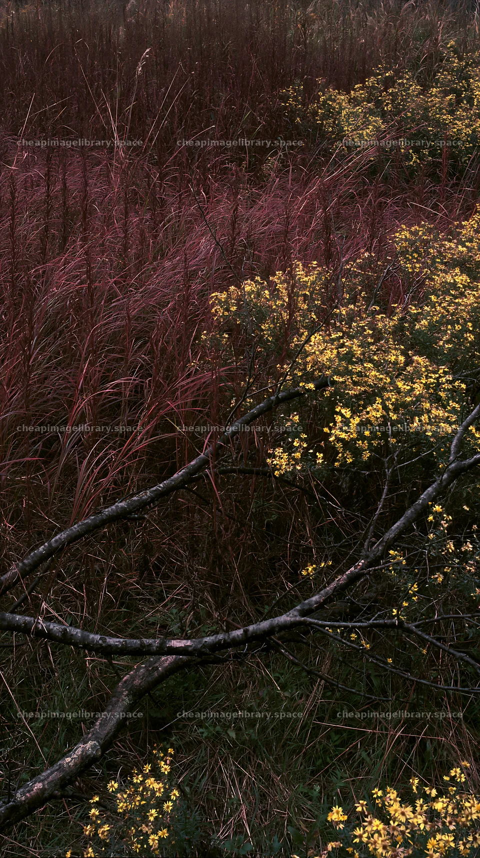 Yamagata rewilded meadow fallen branch foreground with yellow – image library 5938x10608