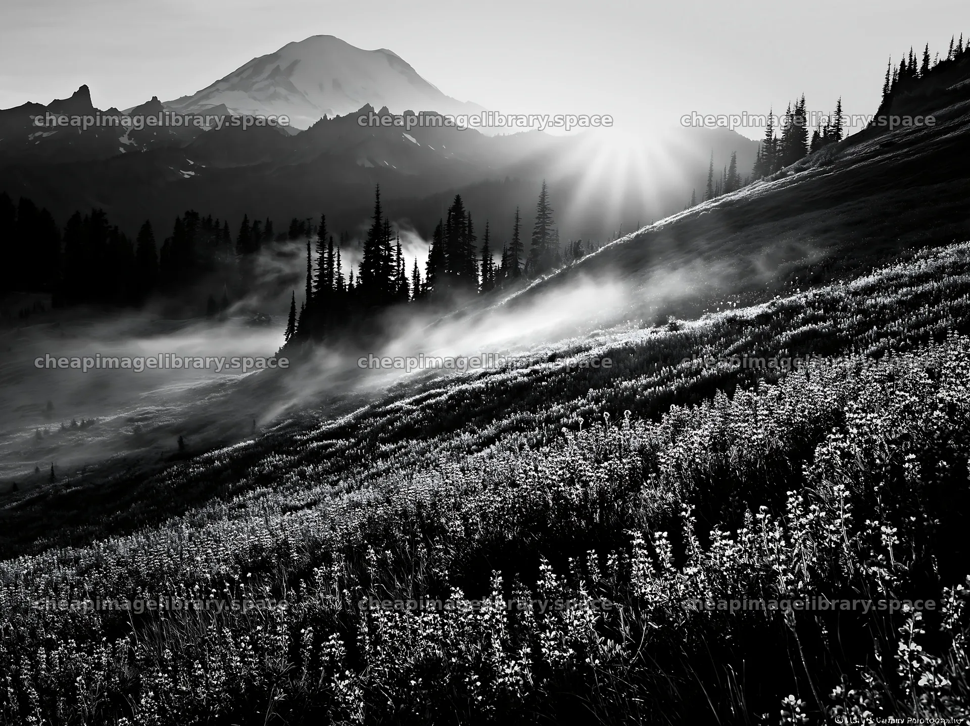 Mount Rainier wildflower meadow at sunrise – image library 9174x6866