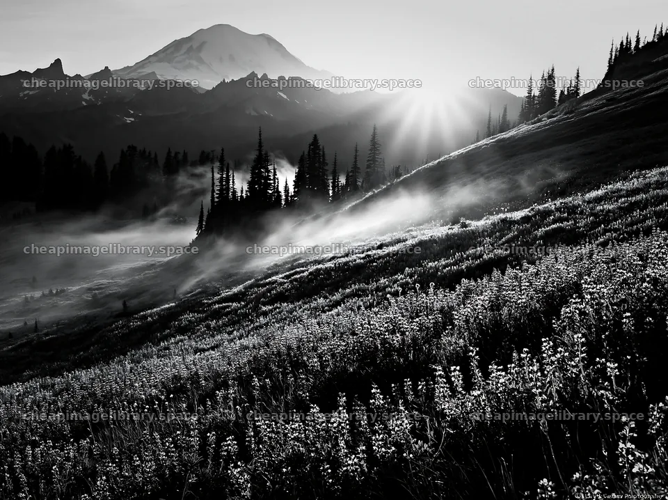Mount Rainier wildflower meadow at sunrise – image library 9174x6866