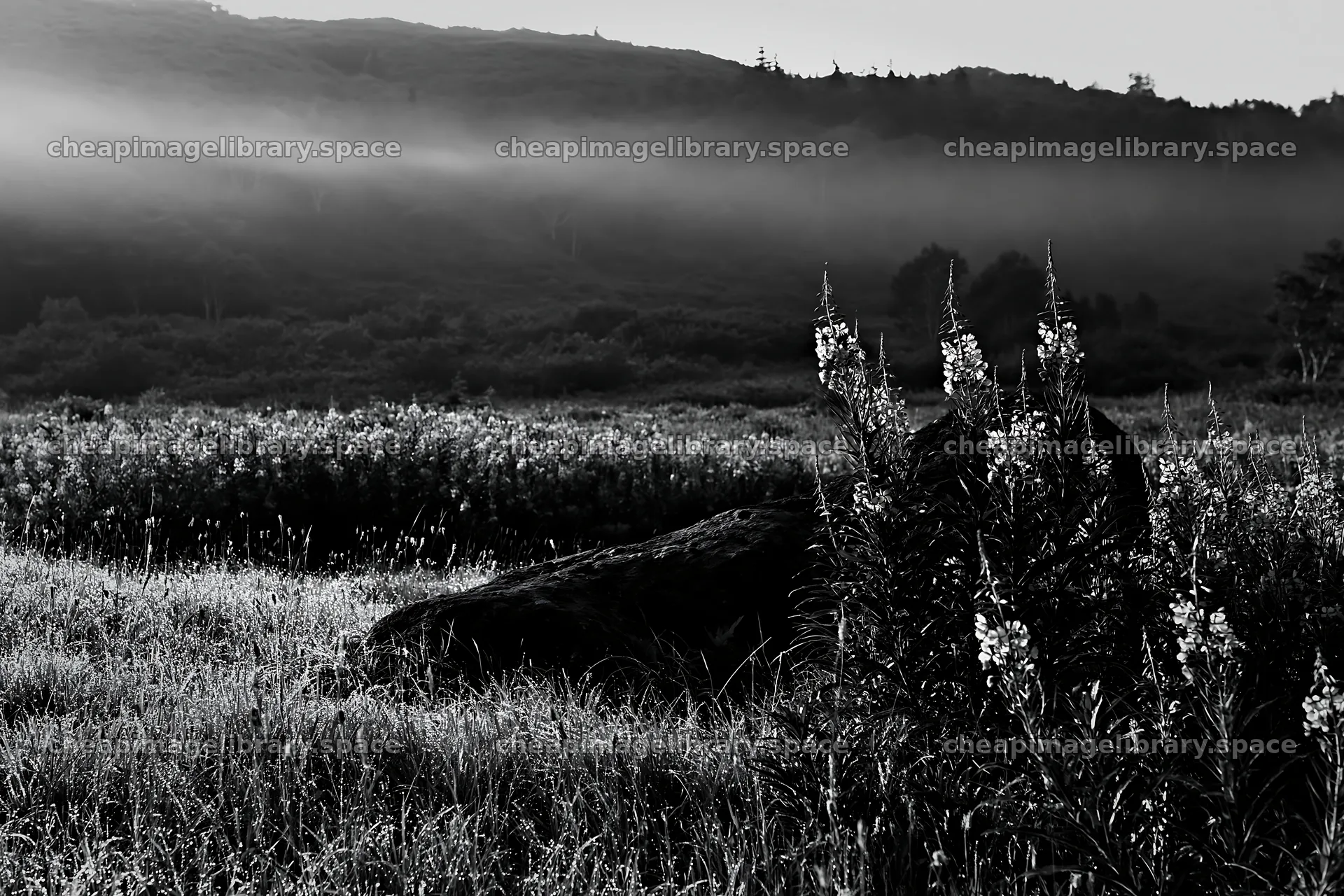 Aomori climate resilient meadow with boulder in morning light – image library 9722x6480