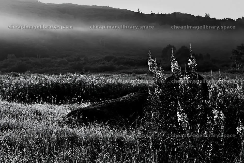 Aomori climate resilient meadow with boulder in morning light – image library 9722x6480