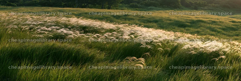 Miyazaki sunrise meadow dew covered sedges in soft morning light – image library 13690x4602