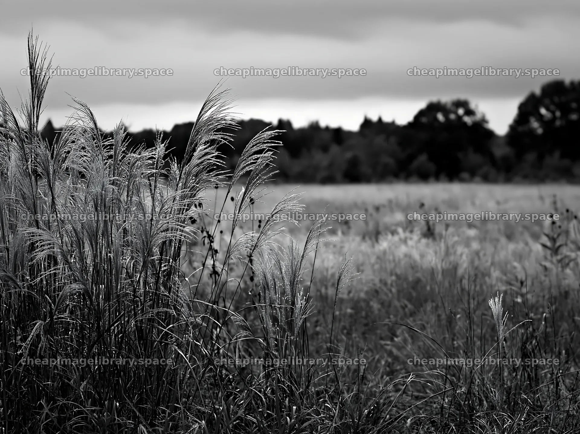 Restored meadow in Aichi with autumn seedheads in foreground – image library 9174x6866