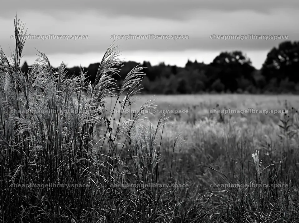 Restored meadow in Aichi with autumn seedheads in foreground – image library 9174x6866