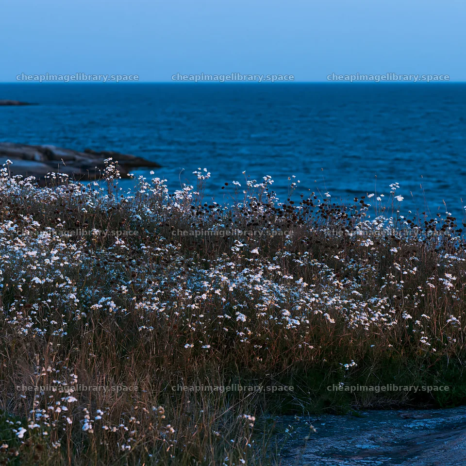 Coastal cliff meadow with flowers near the ocean at dusk – image library 7938x7938