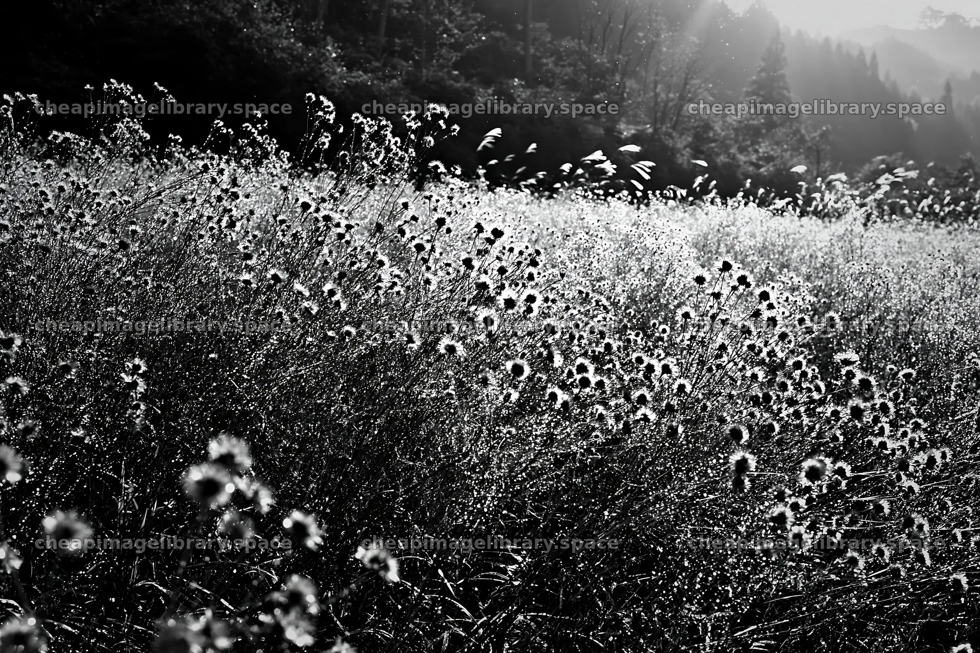 Iwate rain refreshed meadow seedhead foreground – image library 9722x6480