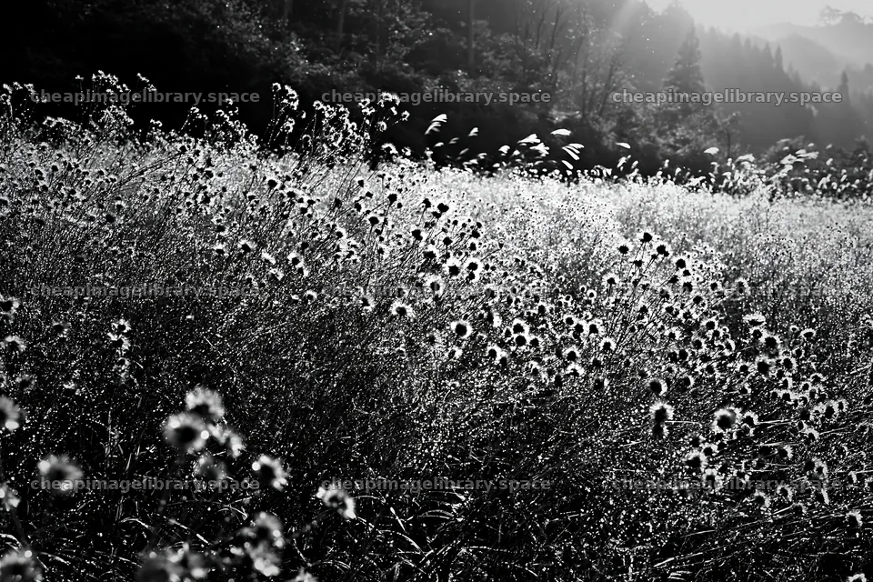Iwate rain refreshed meadow seedhead foreground – image library 9722x6480