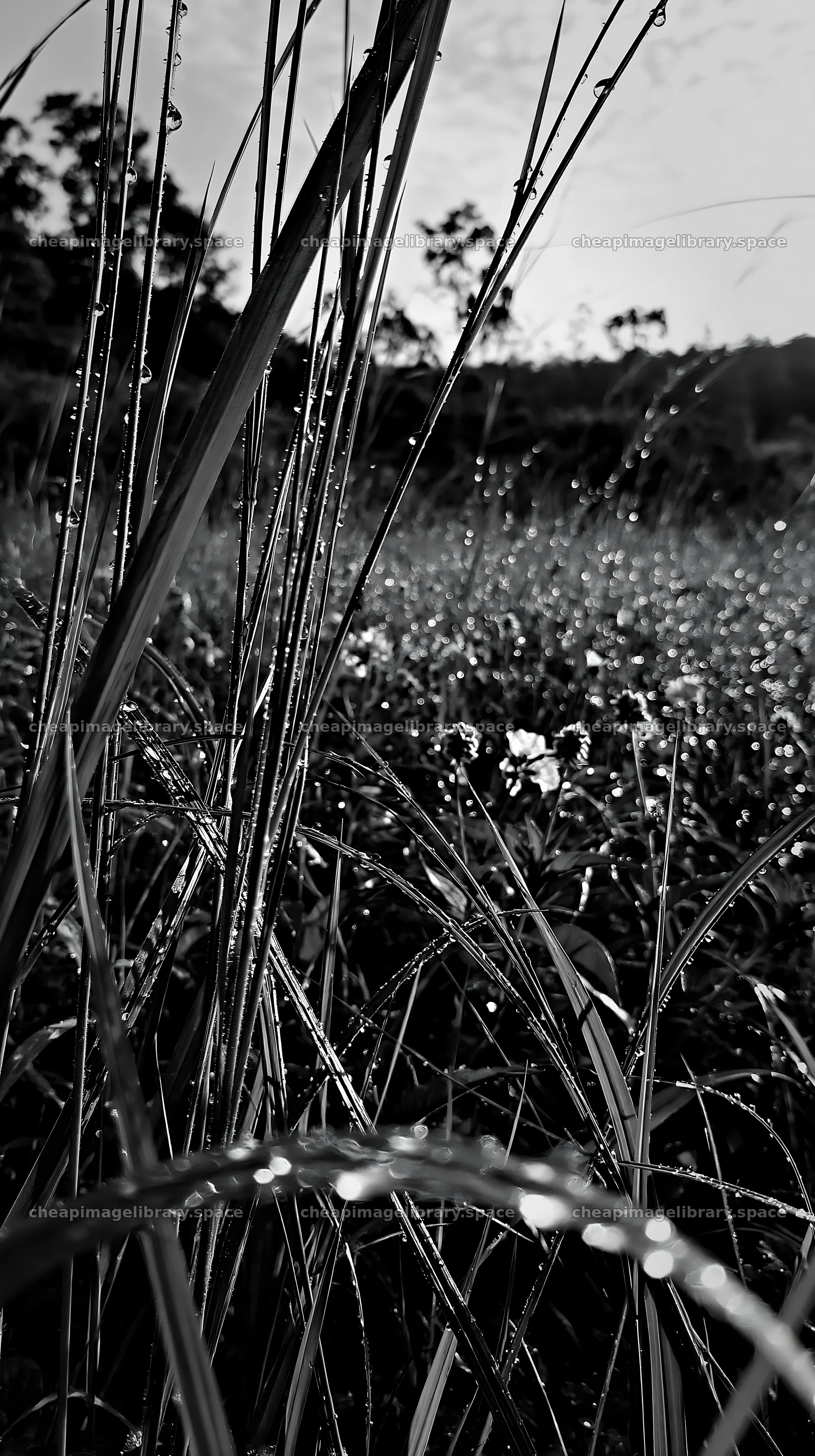 Kochi monsoon meadow rain beaded grasses filled with dew – image library 5938x10608