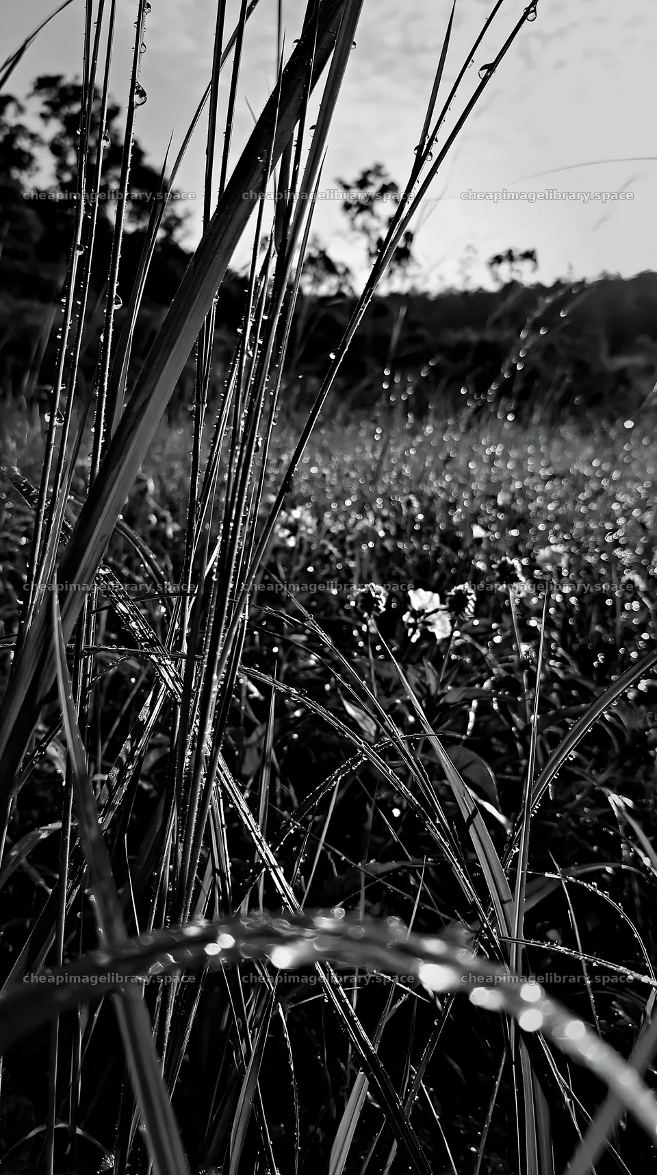 Kochi monsoon meadow rain beaded grasses filled with dew – image library 5938x10608