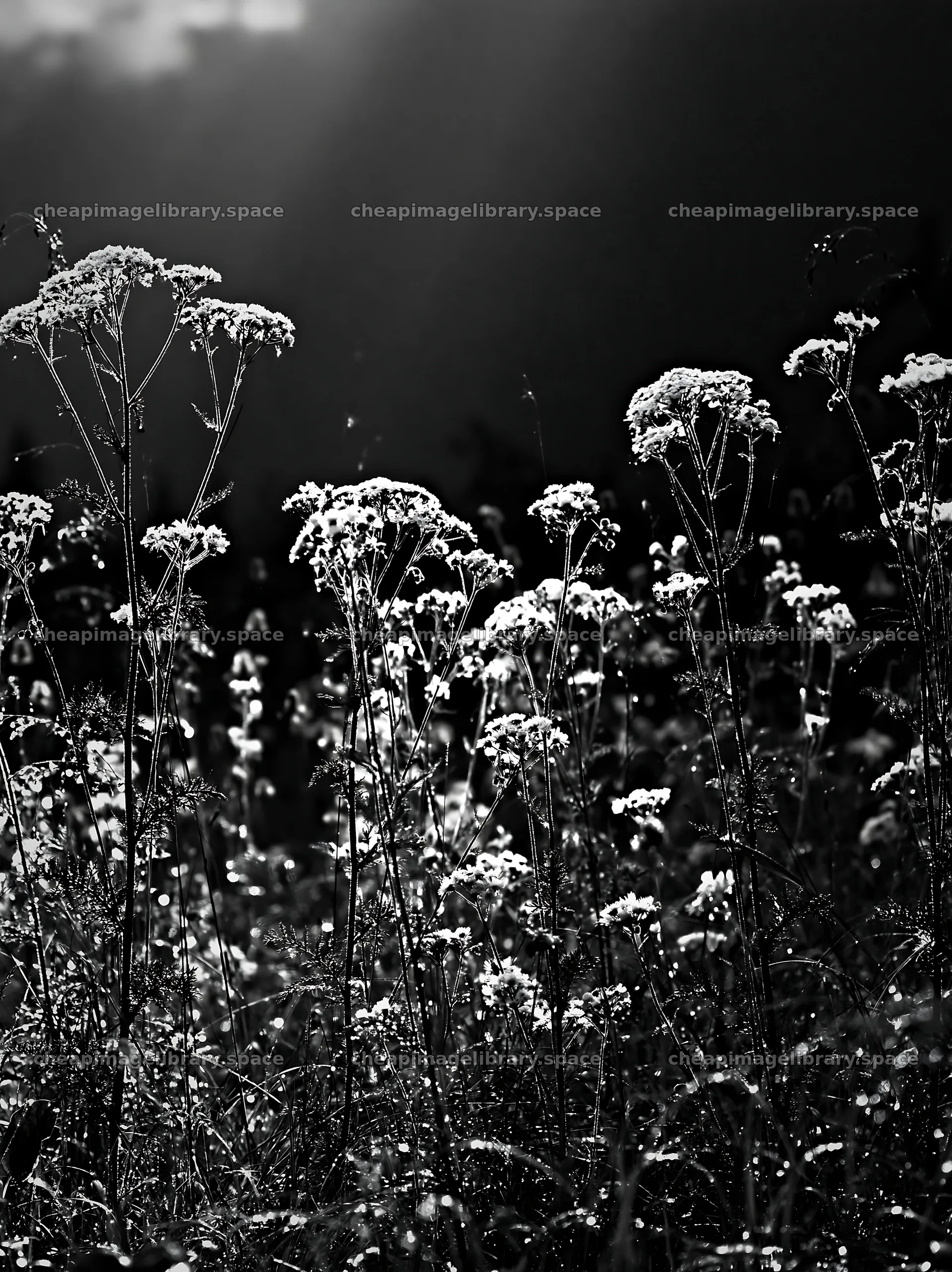 Silver dew on meadow flowers at dawn – image library 6866x9174