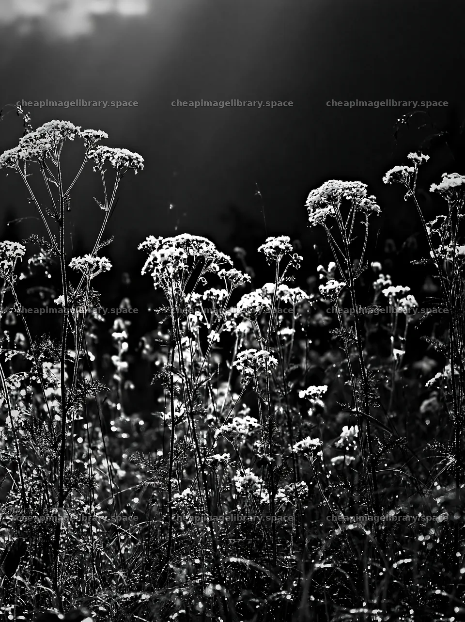 Silver dew on meadow flowers at dawn – image library 6866x9174