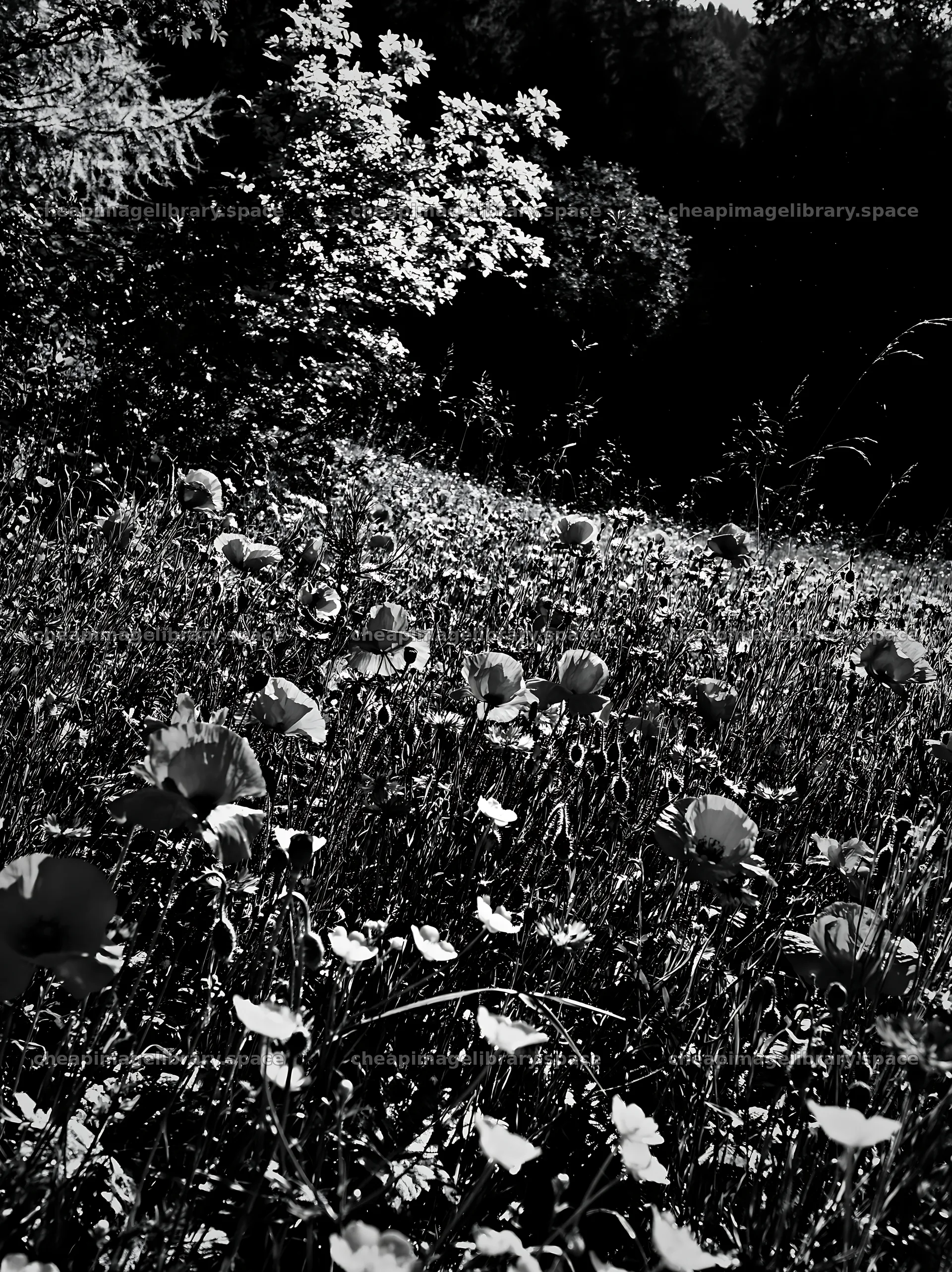 Vast meadow with flowers in the Tatra Mountains in black and white – image library 6866x9174
