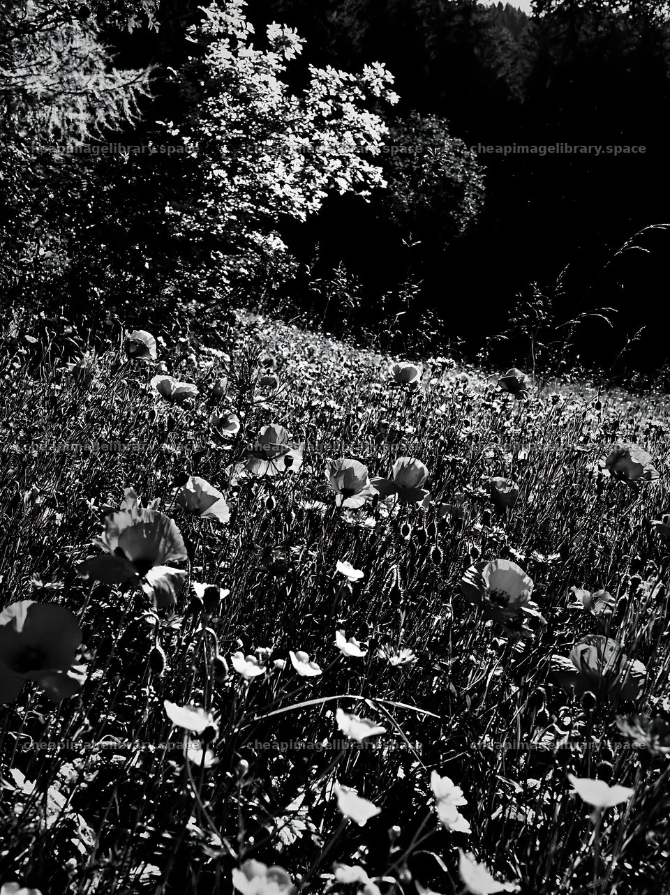 Vast meadow with flowers in the Tatra Mountains in black and white – image library 6866x9174