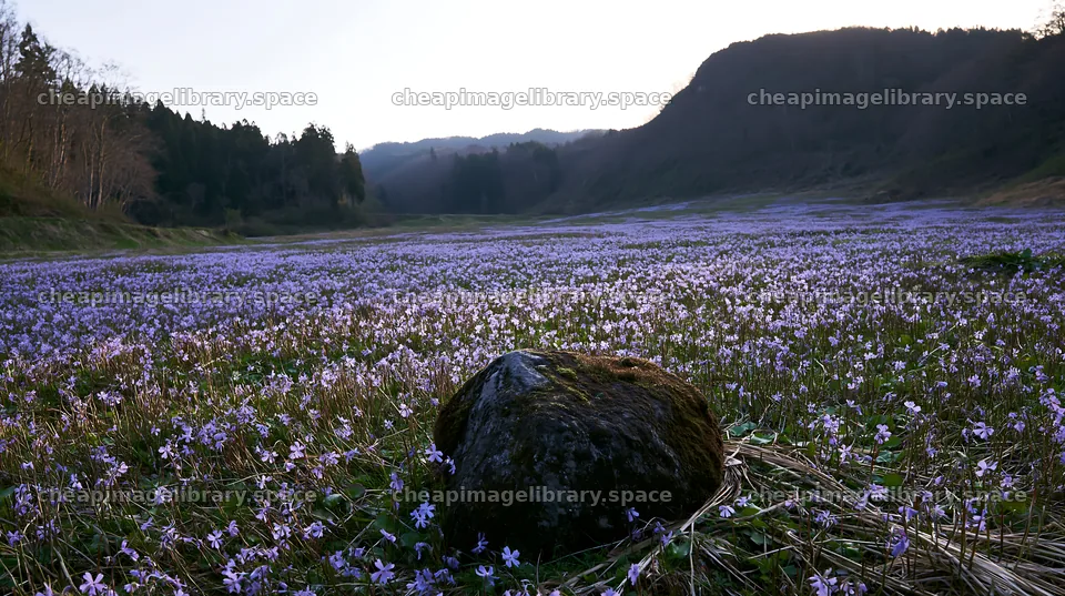 Miyagi spring recovery meadow mossy stone showcases flowers – image library 10608x5938