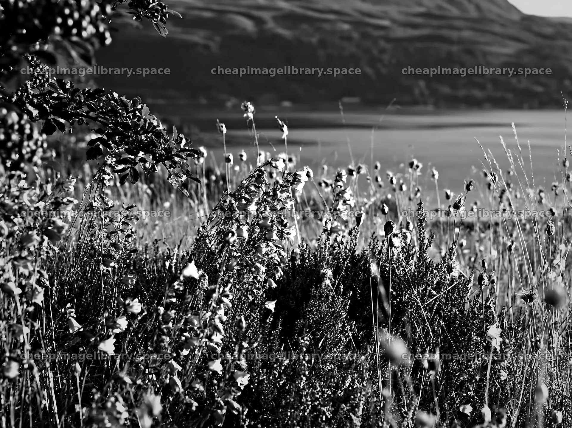 Fjord meadow with wildflowers in black and white – image library 9174x6866