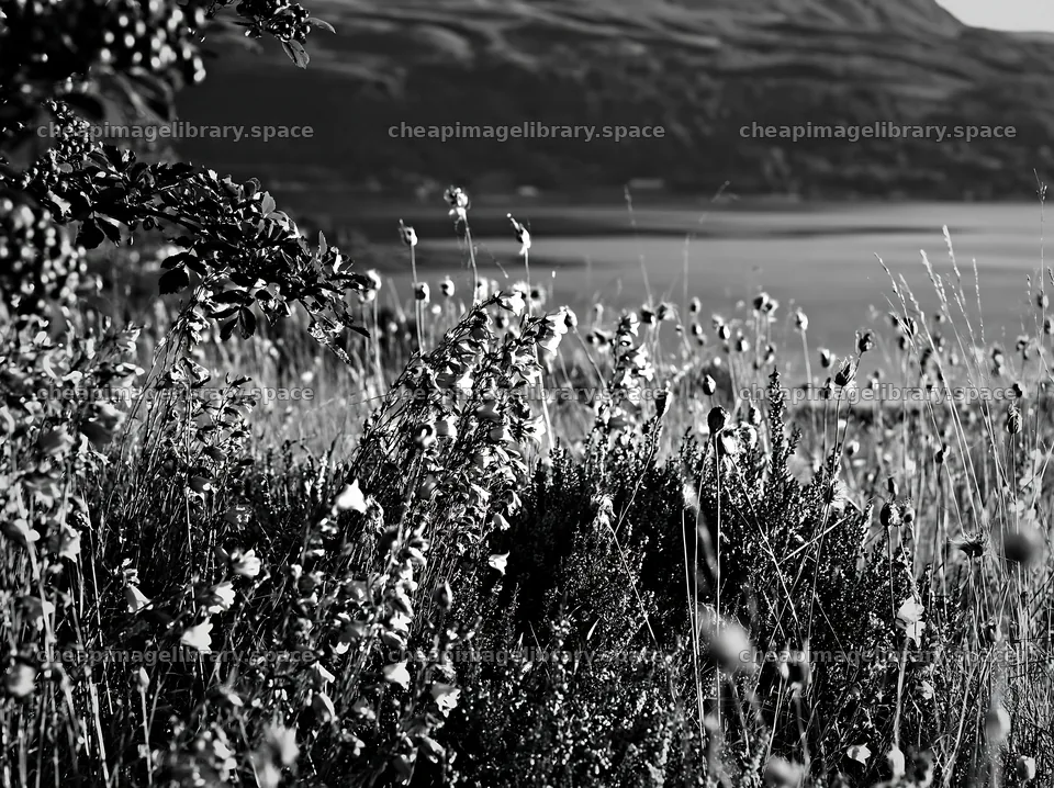 Fjord meadow with wildflowers in black and white – image library 9174x6866