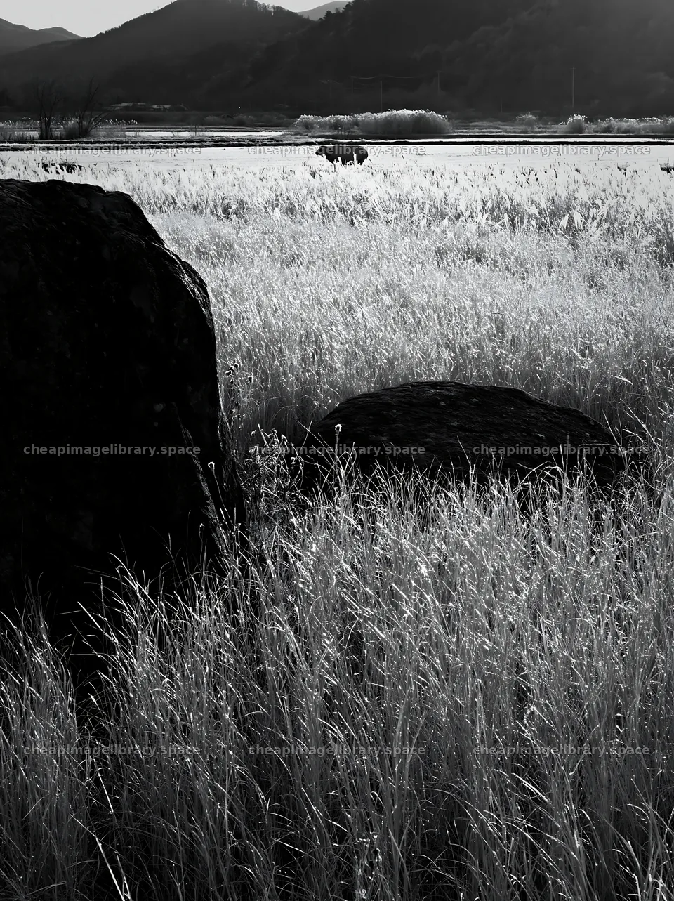 Nagano drought resilient meadow granite boulder – image library 6866x9174