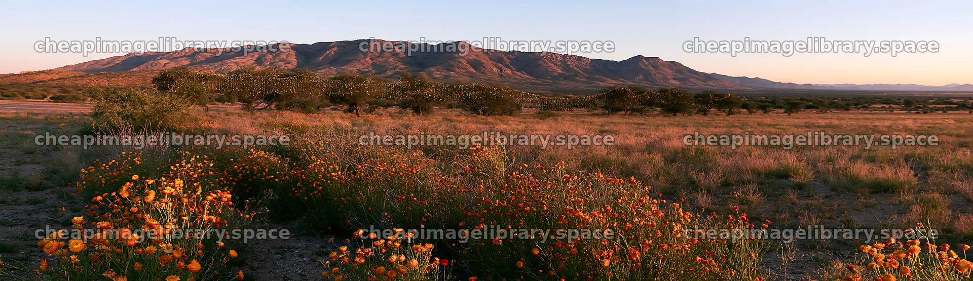 Expansive meadow with drought tolerant stems and distant mountains – image library 14762x4268