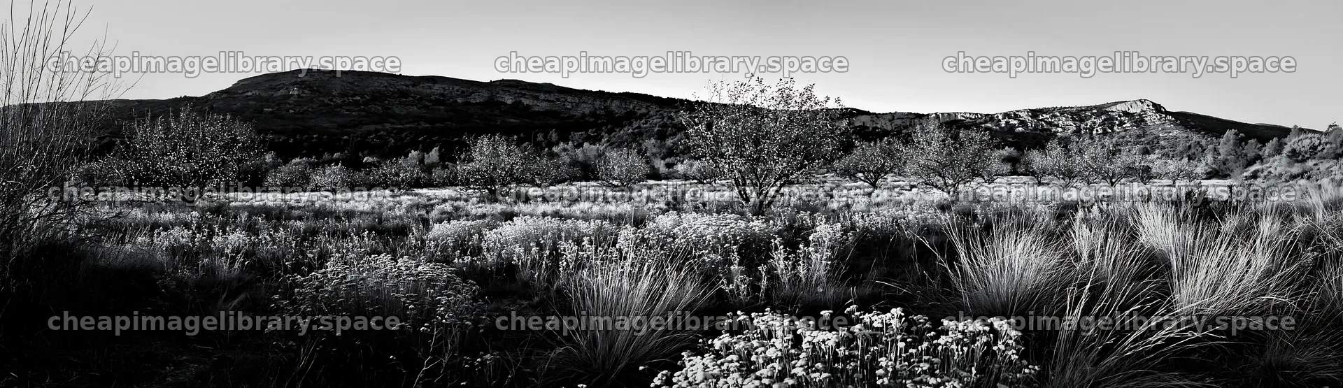 Christmas lights in apple tree meadow at sunset – image library 14762x4268