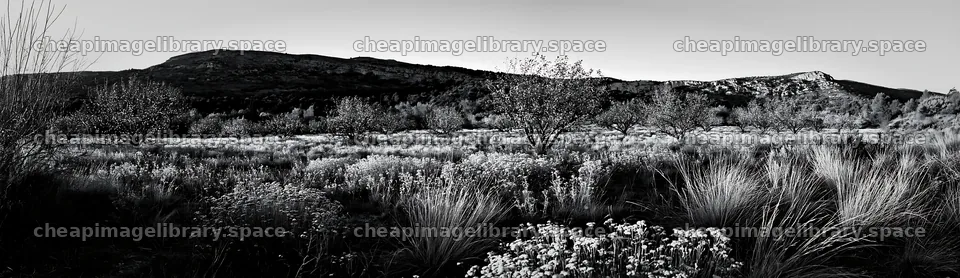 Christmas lights in apple tree meadow at sunset – image library 14762x4268