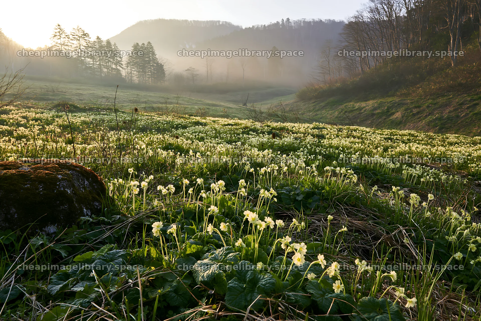Miyagi spring meadow with mossy stones and flowering plants – image library 9722x6480