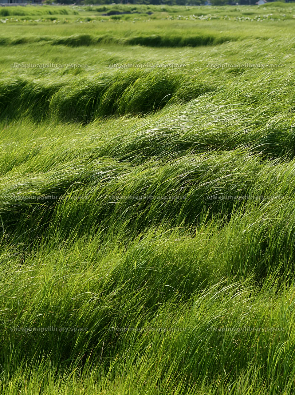 Shiga wetland meadow climate adaptation reeds in lush greenery – image library 6866x9174