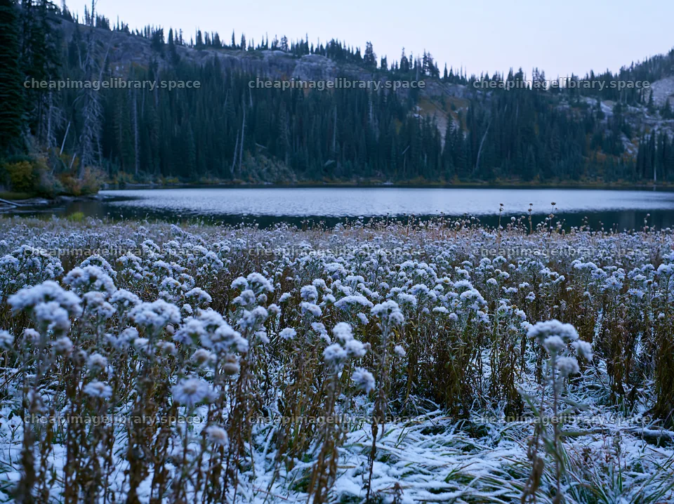 Lakeside meadow after first snowfall with frozen plants – image library 9174x6866