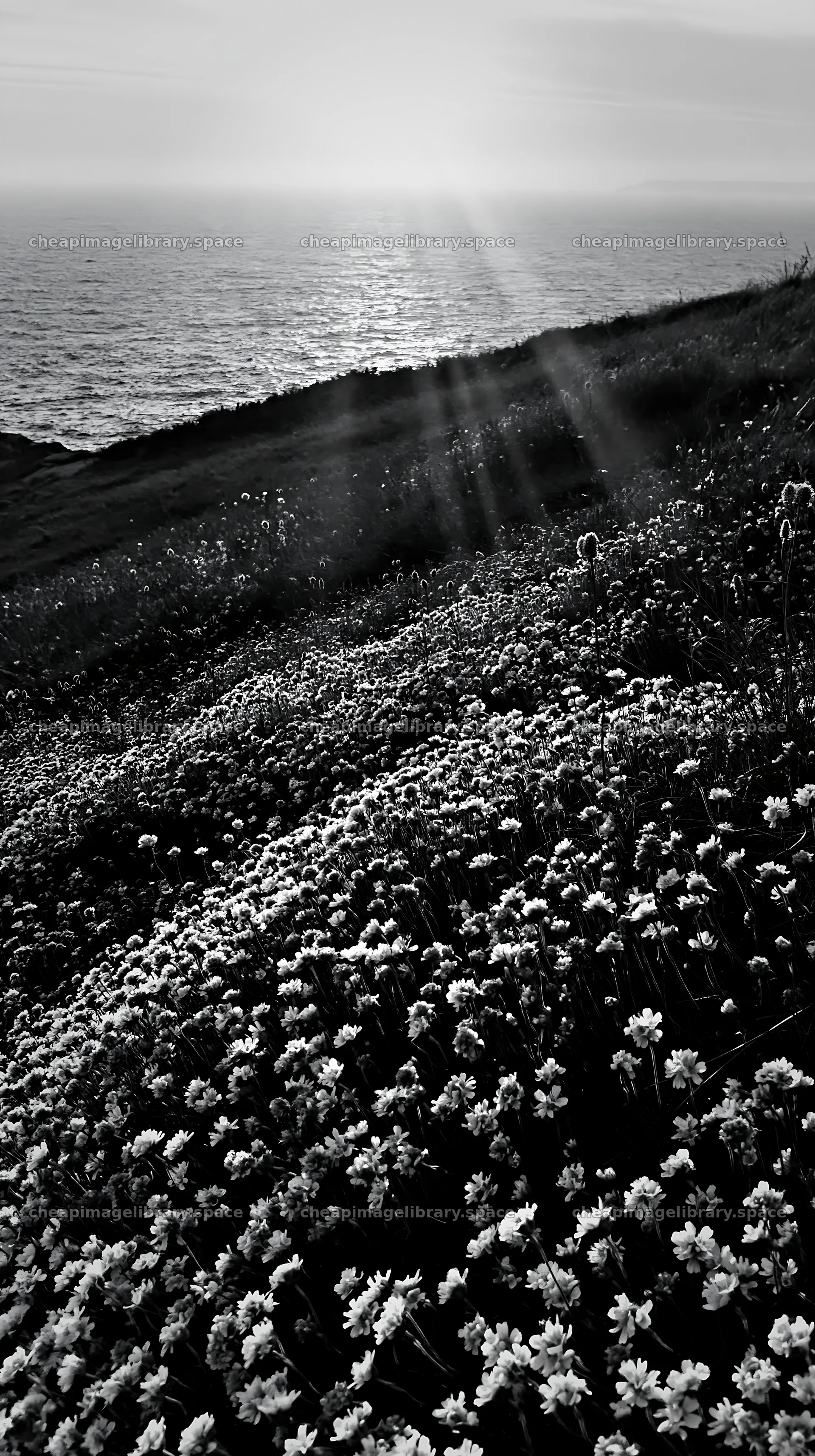 Meadow with flowers and crepuscular rays over the ocean – image library 5938x10608