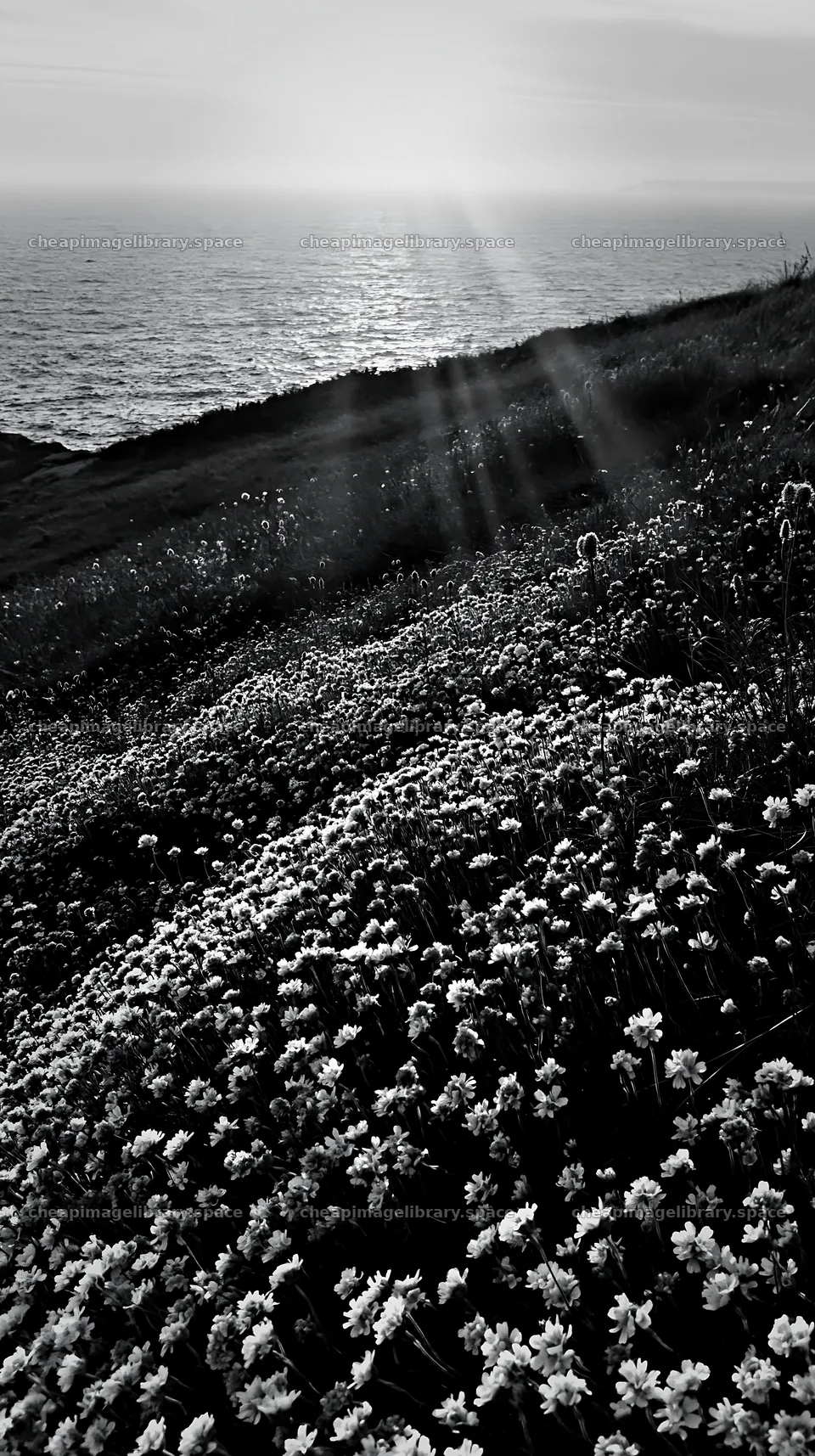 Meadow with flowers and crepuscular rays over the ocean – image library 5938x10608