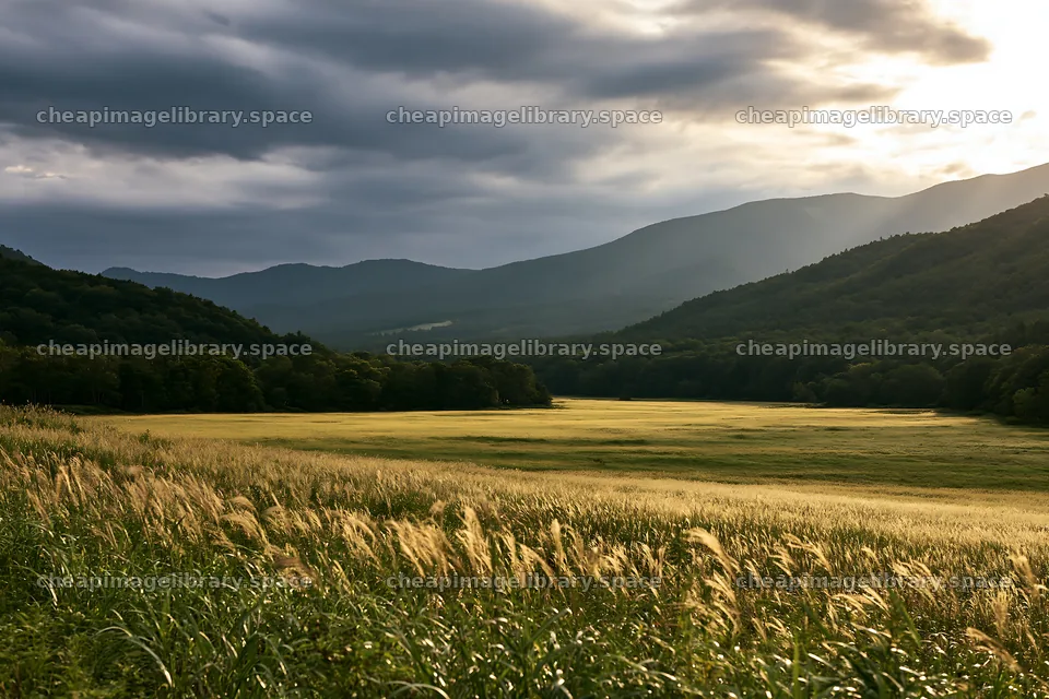 Iwate rain refreshed meadow seedhead foreground – image library 9722x6480