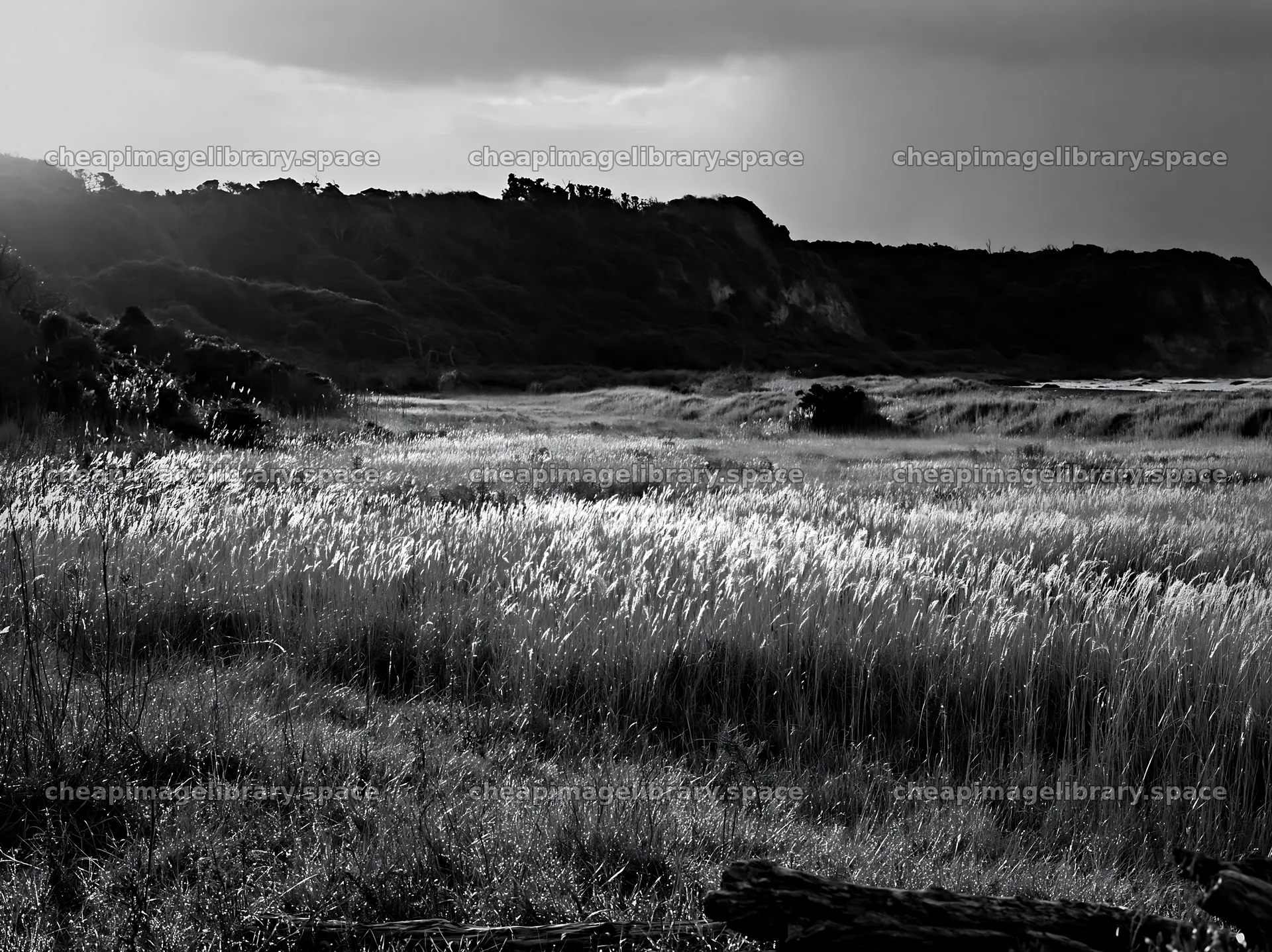 Chiba coastal climate meadow with driftwood in the foreground – image library 9174x6866