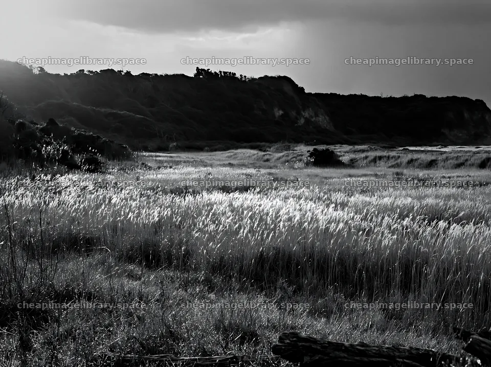 Chiba coastal climate meadow with driftwood in the foreground – image library 9174x6866
