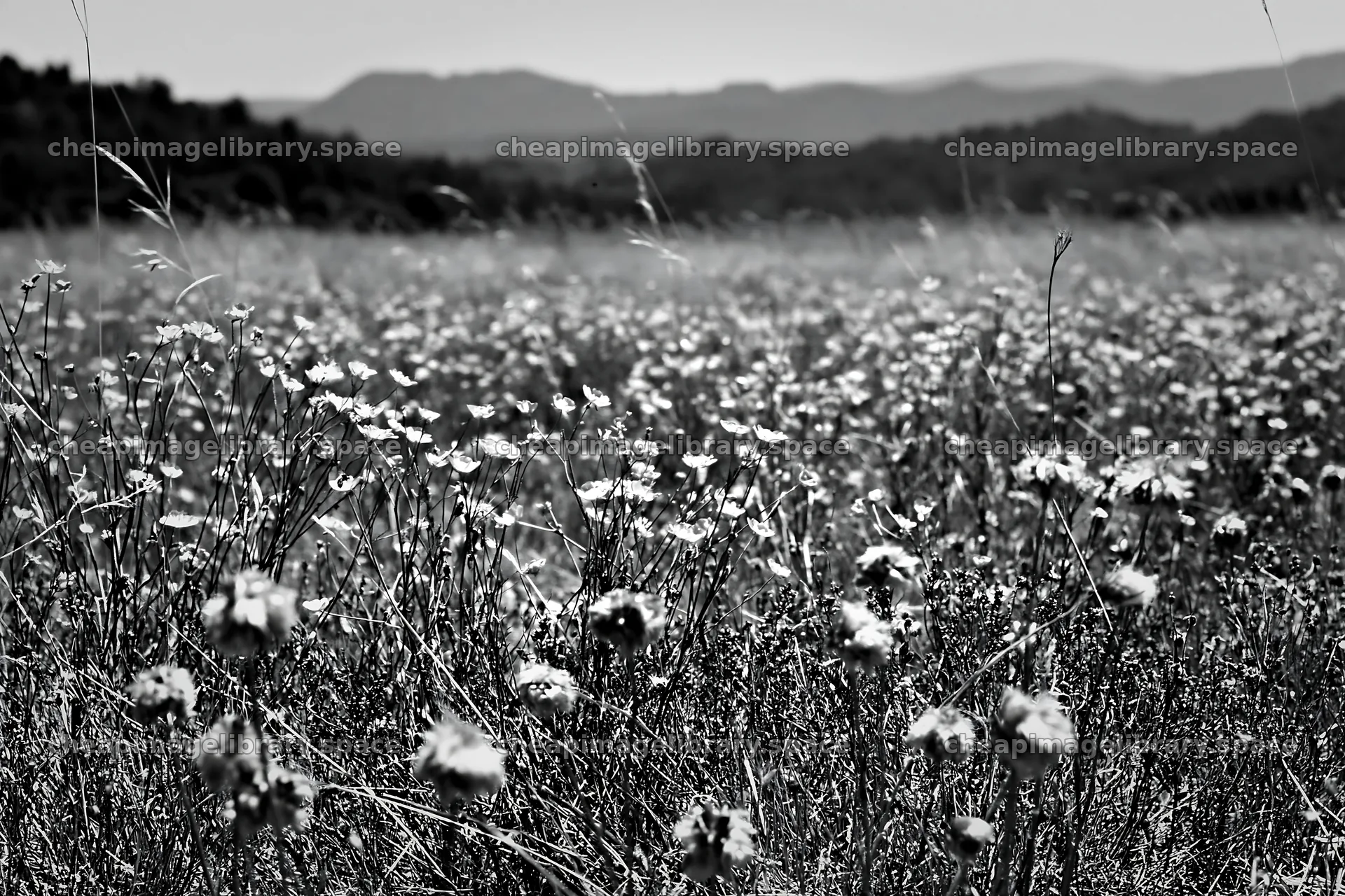 Colorful buttercup meadow in a landscape with distant mountains – image library 9722x6480