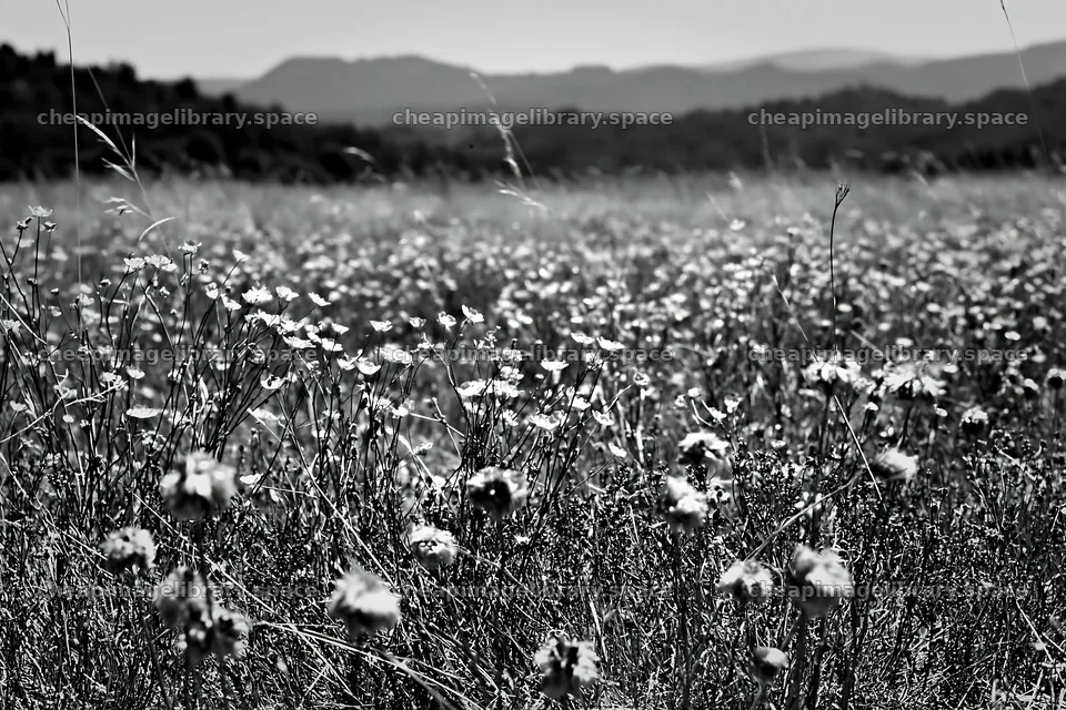 Colorful buttercup meadow in a landscape with distant mountains – image library 9722x6480