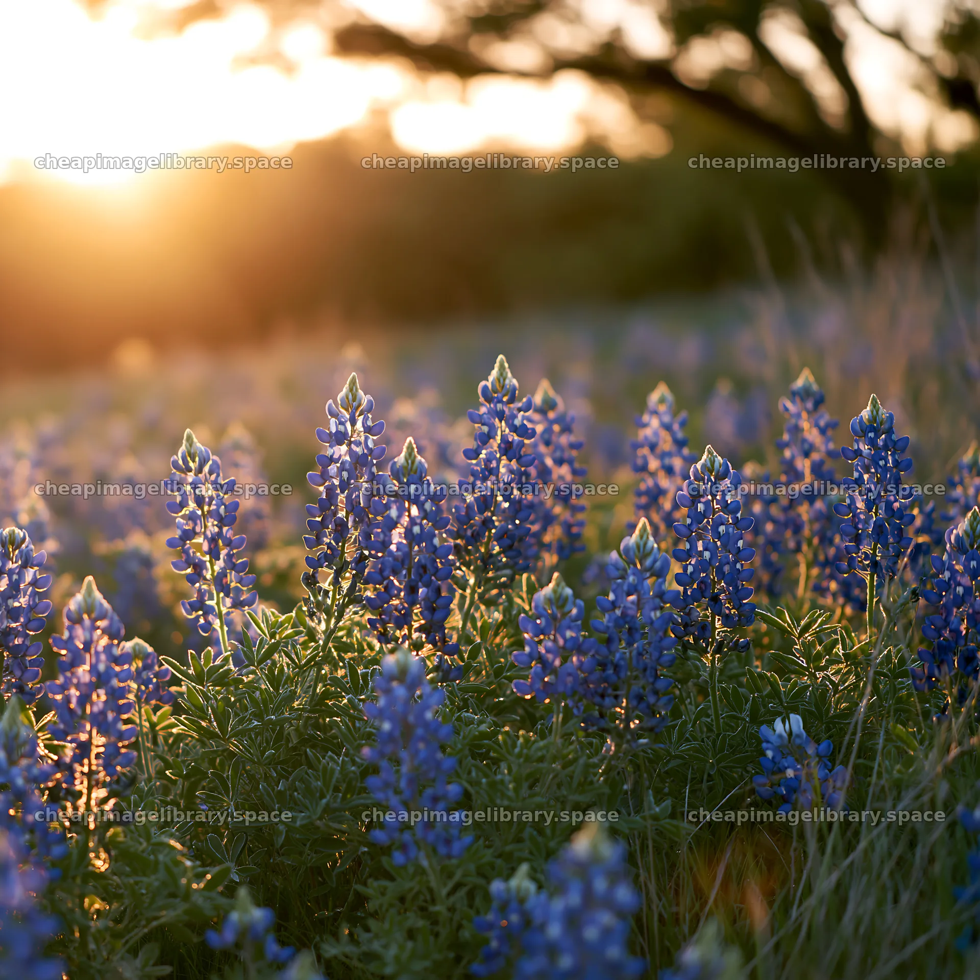 Bluebonnet meadow at sunrise with vibrant flowers – image library 7938x7938