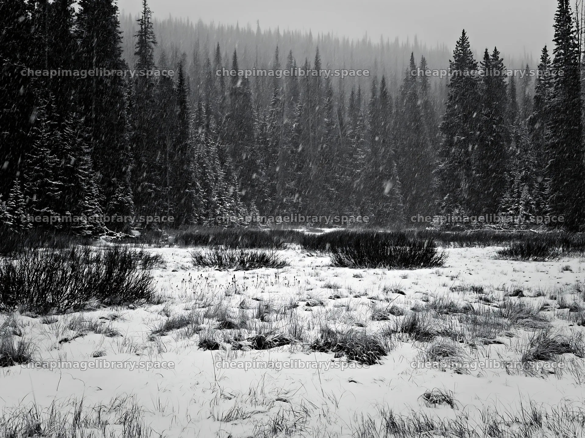 Snowy meadow scene in Rocky Mountain Park during winter – image library 9174x6866