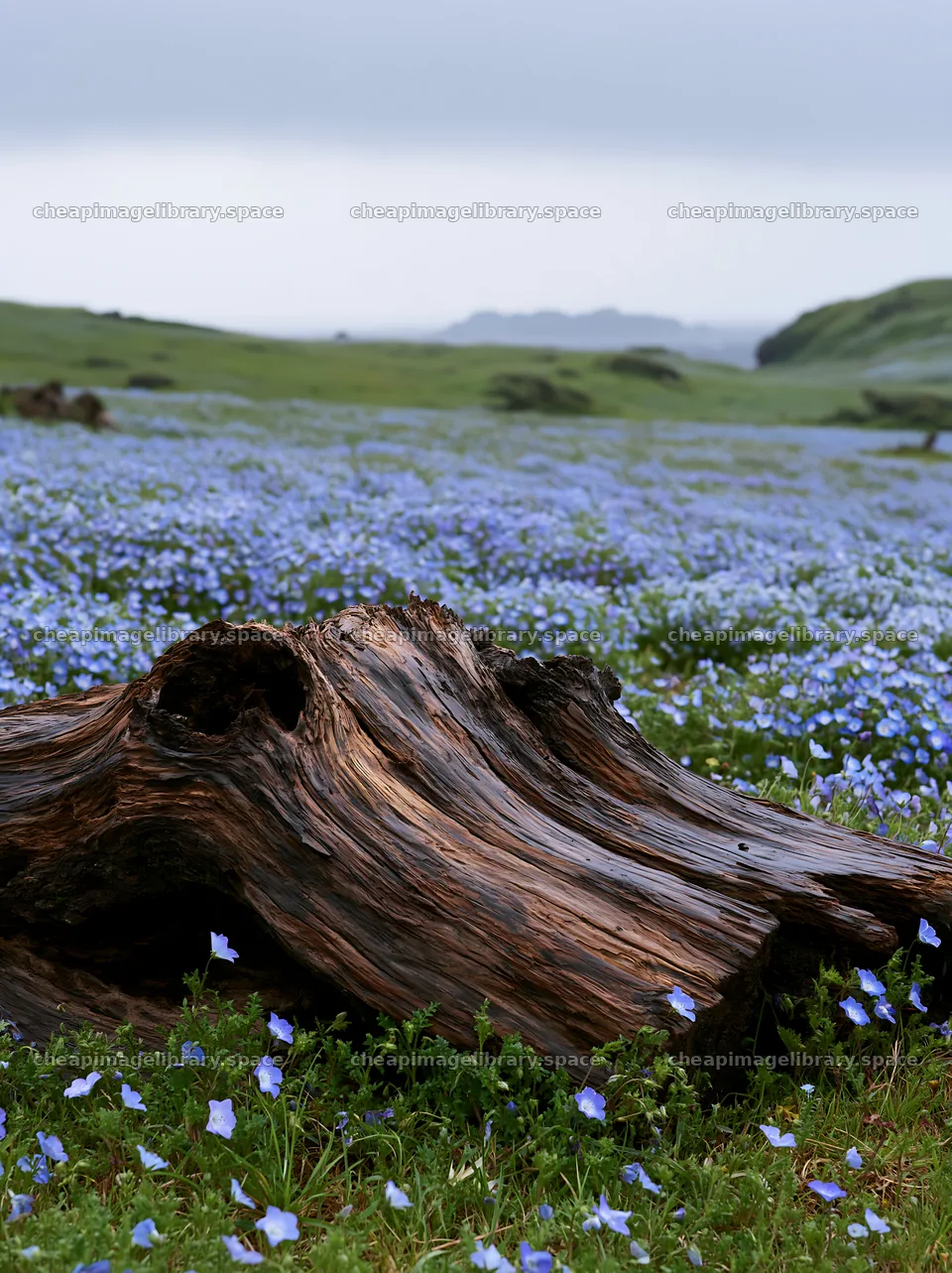 Driftwood in meadow with blue flowers at Chiba coast – image library 6866x9174