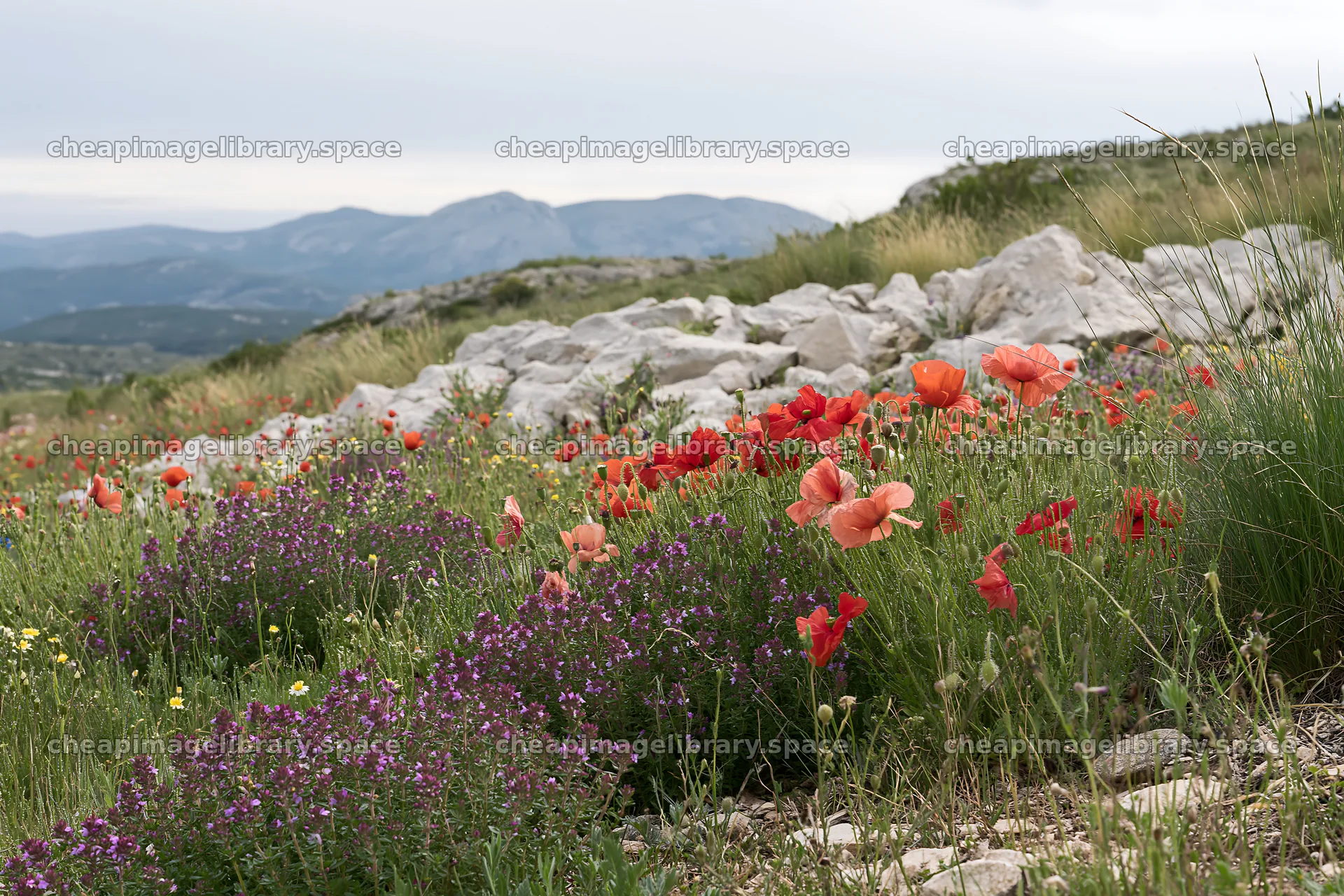 Colorful flowers on a rainwashed meadow with rocky terrain – image library 9722x6480