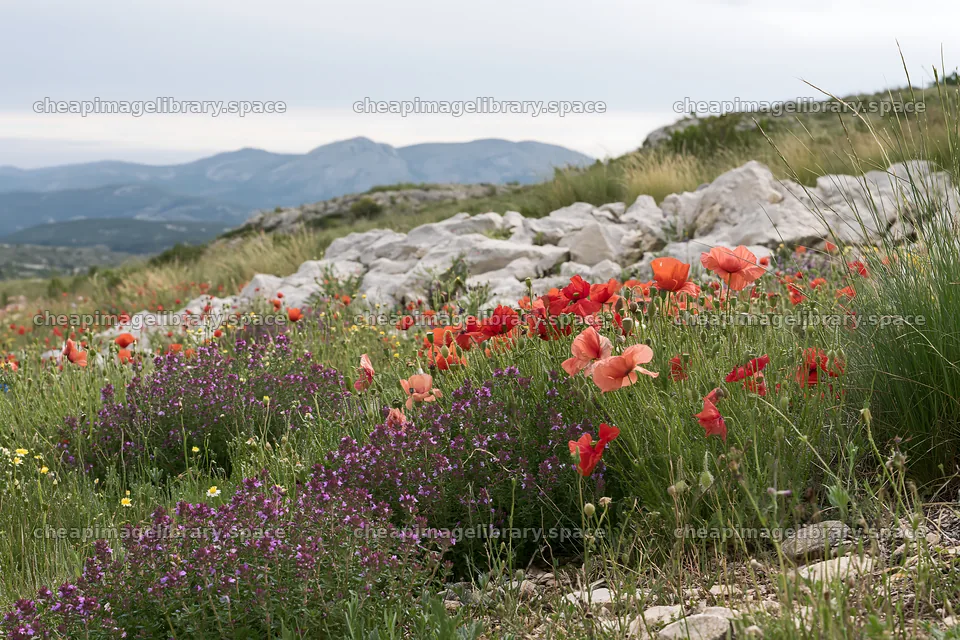 Colorful flowers on a rainwashed meadow with rocky terrain – image library 9722x6480