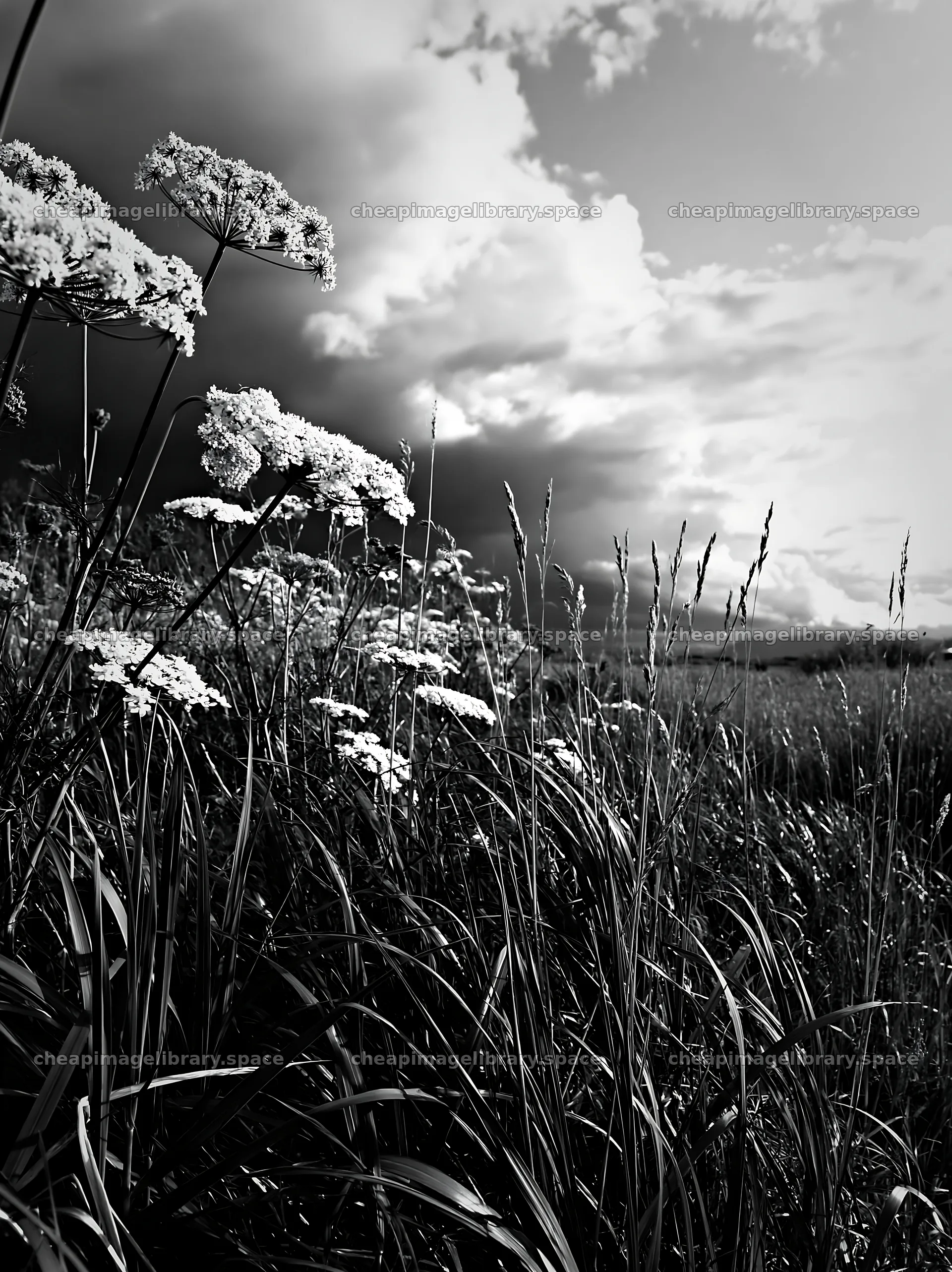 Saga floodplain meadow with reed foreground and cloudy sky – image library 6866x9174