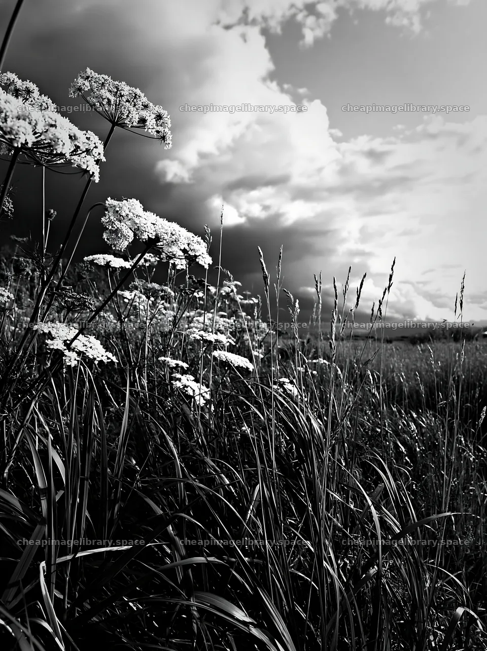 Saga floodplain meadow with reed foreground and cloudy sky – image library 6866x9174