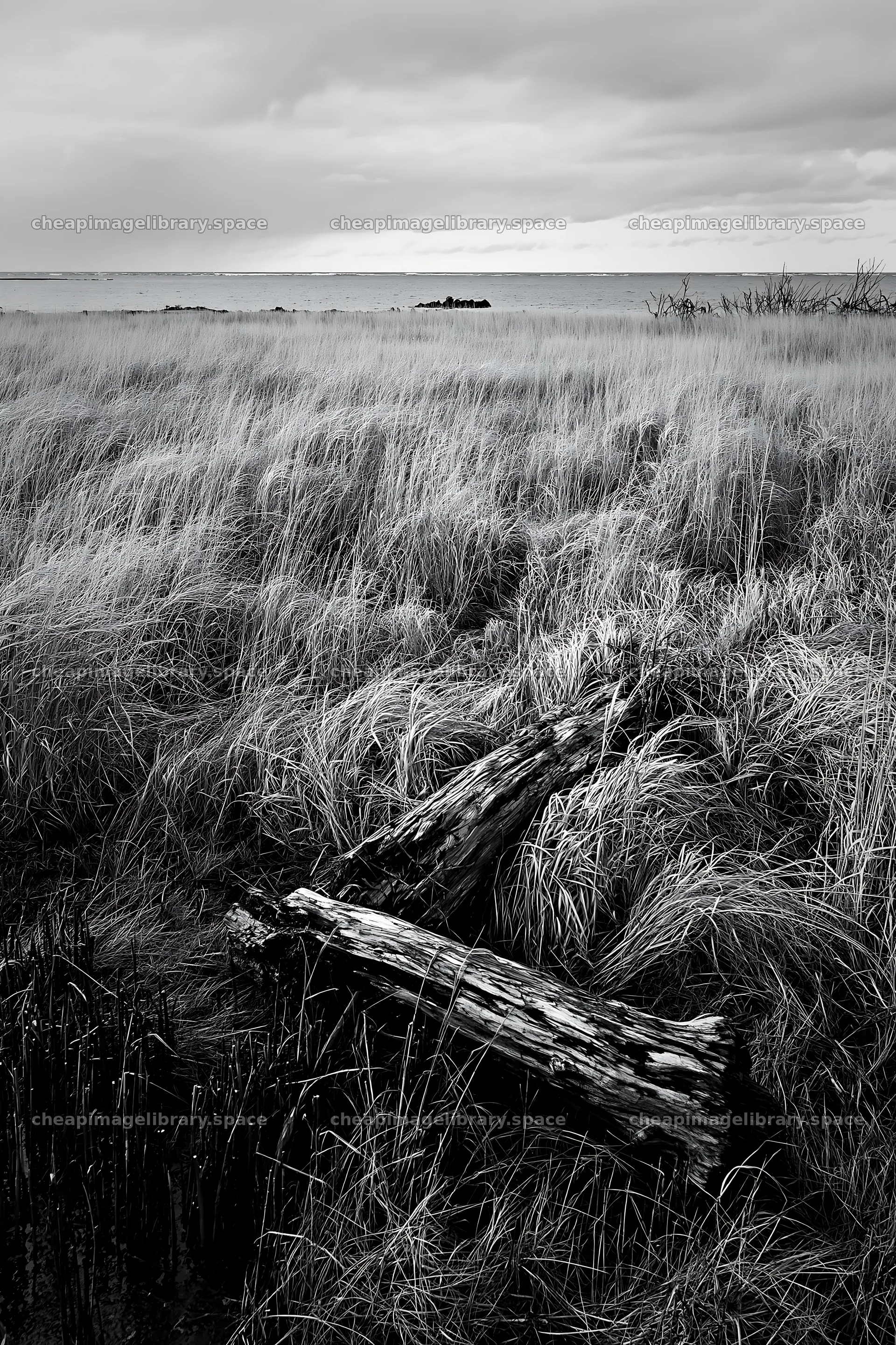 Ishikawa coastal meadow storm washed driftwood in dry grass – image library 6480x9722